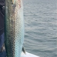 伊勢湾釣り🎣　サワラ、青物、マゴチなど