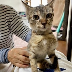 茶色のキジトラ　男の子