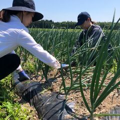 ＜急募！翌日でも可能！日払い時給950円！＞畑仕事の人員募集！毎日行ってます！の画像