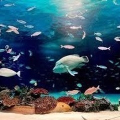 8/27(日)水族館撮影会を開催します。 - 千代田区