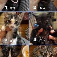 約生後2ヶ月の6匹兄妹