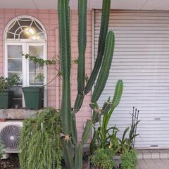 柱サボテン鬼面角差し上げます。