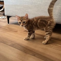 甘えん坊の男の子【トライアル中です】