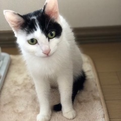 白黒　成猫　メス