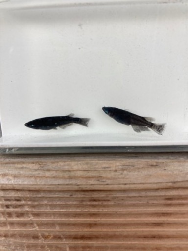 めだか　クムブルー１ペア　メダカ
