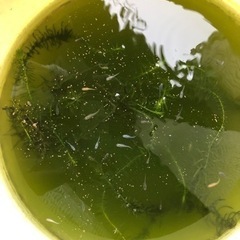 ミックスメダカ  5匹 100円 水草つき！