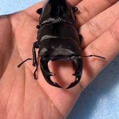手渡し可能　トリオ 77mm 新成虫  久留米産 オオクワガタ ♂1 ♀2の画像