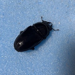 手渡し可能　トリオ 77mm 新成虫  久留米産 オオクワガタ ♂1 ♀2の画像