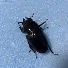 手渡し可能　トリオ 77mm 新成虫  久留米産 オオクワガタ ♂1 ♀2の画像