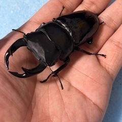 手渡し可能　トリオ 77mm 新成虫  久留米産 オオクワガタ ...