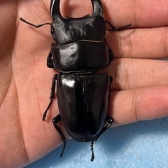 手渡し可能　トリオ 77mm 新成虫  久留米産 オオクワガタ ♂1 ♀2の画像