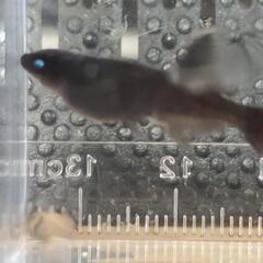 出品開始！現在人気のメダカ!　ゾンビ🧟(活性死者)　強ブルーアイ　画像の親魚から産まれた有精卵25個を御譲り致します！の画像