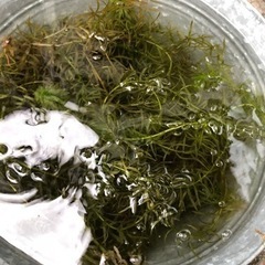 アナカリス   水草   50円