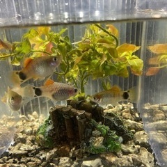 🐠5匹でこの値段‼️ミッキーマウスプラティMIX‼️オレンジ青ラ...