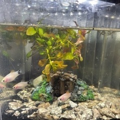 🐠3匹セット！大きくなる前にミッキーマウスプラティ白🐠まだまだ小...
