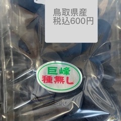 鳥取県産　種無し巨峰あま〜いの画像