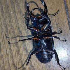 レギウスオオツヤクワガタ ♂単 手渡し限定の画像