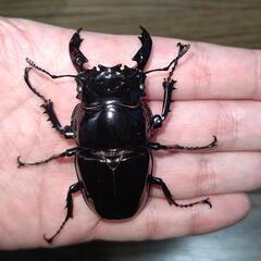 レギウスオオツヤクワガタ ♂単 手渡し限定