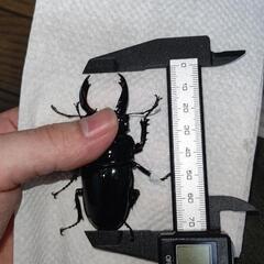 レギウスオオツヤクワガタ ♂単 手渡し限定の画像