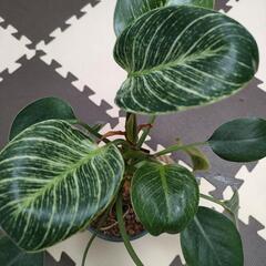 観葉植物　パーキン