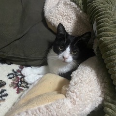 🐱可愛いハチワレの保護猫🐱