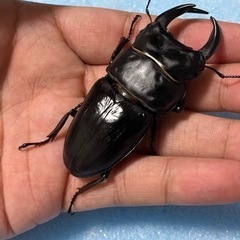 手渡し可能　トリオ 76mm 新 成虫 久留米産 オオクワガタ ...