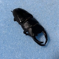 手渡し可能　トリオ 76mm  新 成虫 久留米産 オオクワガタ...