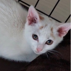 可愛いまゆげのしろねこ、しらたまちゃん❣️