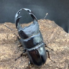 国産オオクワガタ♂1♀3〔大型血統〕能勢②の画像