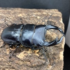 国産オオクワガタ♂1♀3〔大型血統〕能勢②の画像