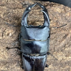 国産オオクワガタ♂1♀3〔大型血統〕能勢②の画像