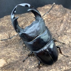 国産オオクワガタ♂1♀3〔大型血統〕能勢②の画像