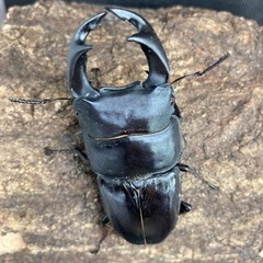 国産オオクワガタ♂1♀3〔大型血統〕能勢②の画像