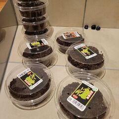 カブトムシの幼虫　無料でどうぞ