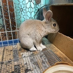 高齢うさぎの里親募集🐇