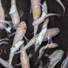 紅白の体外光メダカの画像