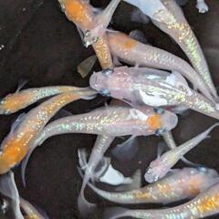 紅白の体外光メダカ