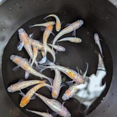 紅白の体外光メダカの画像