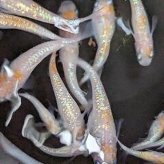 紅白の体外光メダカの画像