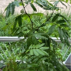 【waicchi様】大型観葉植物　エバーフレッシュ　約2m