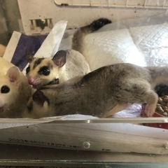 フクロモモンガノーマルとホワイトフェイス