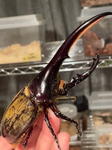ヘラクレスオオカブト⭐️完品ペア⭐️  カブトムシ商談済