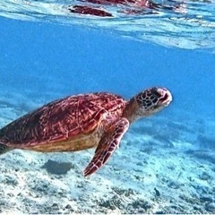 ウミガメ見て癒されませんか？？シュノーケリング