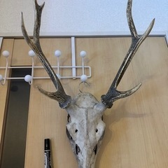 鹿の角　　最終値下げ❗️の画像