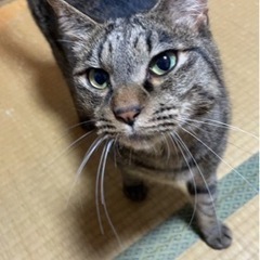 脱走した猫を探しています