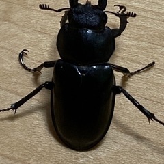 ミヤマクワガタ　メス　筑波山産の画像