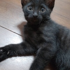 4ヶ月程度黒子猫の画像