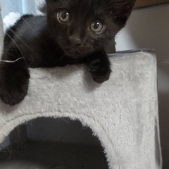 4ヶ月程度黒子猫 - 大田市