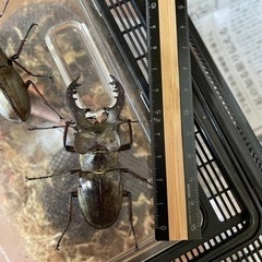 天然国産ミヤマ（ペア）の画像