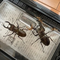 天然国産ミヤマ（ペア）の画像